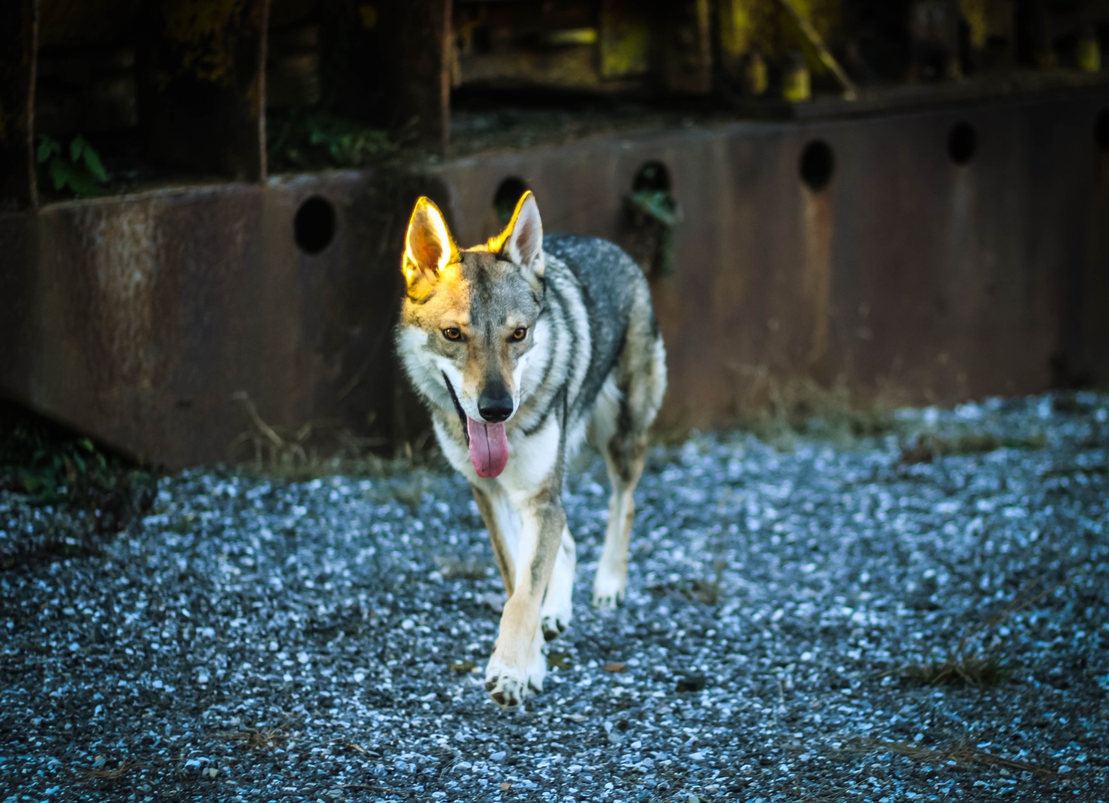 Ein ausgewachsener Hund kommt im Abendlicht über den Kiesplatz auf die Kamera zu