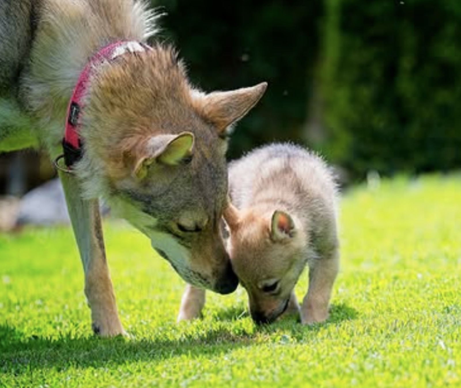 Bitch touching a puppy with her nose