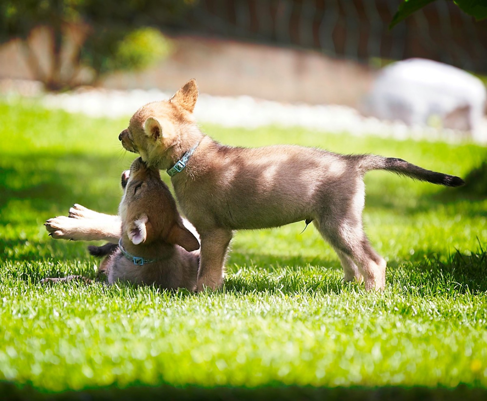 Two puppies playing on a meadow