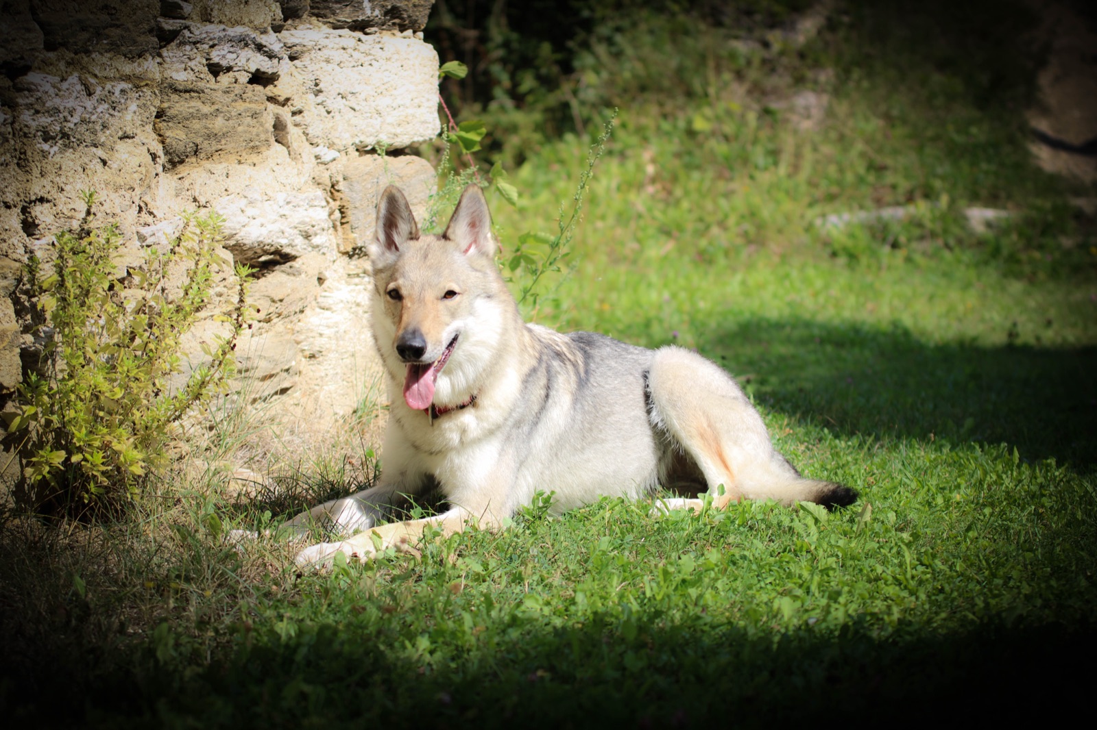 Wolf-like dog on a meadow beside a stone wall